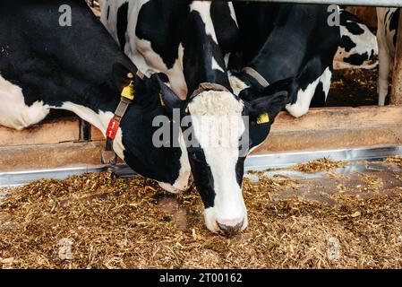 Vache de veau en cage, s'occupant de l'agriculture biologique, nourrir les animaux de compagnie d'ensilage d'herbe de foin, races de bovins laitiers, alimentation en étable. Race Fleckvieh, Banque D'Images