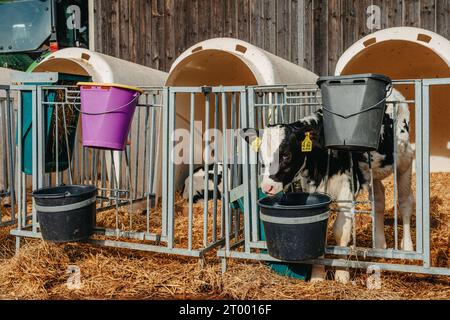 Petit veau avec des étiquettes d'oreille jaunes debout dans la cage dans la grange ensoleillée d'élevage sur la ferme dans la campagne regardant la caméra. Race bovine Banque D'Images