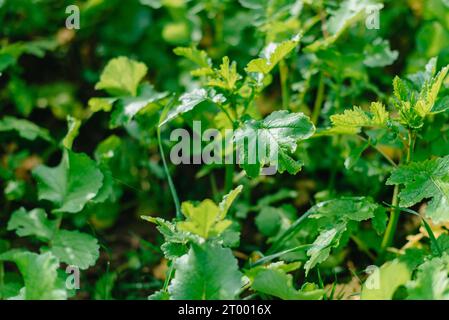 Gros plan d'herbe épaisse fraîche avec des gouttes d'eau tôt le matin. Gros plan d'herbe verte luxuriante non coupée avec des gouttes de rosée en douceur Banque D'Images