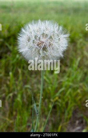 Le pissenlit est à la graine. Banque D'Images