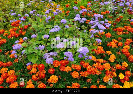 Fond floral lumineux d'été ou d'automne avec Ageratum bleu fleuri ou Flossflowers (variété Blaue Kappe) et tagetes ou soucis rouge-orange sur f Banque D'Images