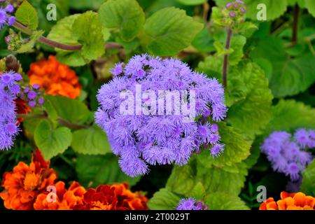 Inflorescence brillante des fleurs bleues d'Ageratum houstonianum, ou fleur de fleur sur parterre de fleurs parmi les tagetes ou les soucis. Ageratum variété Blaue Kappe est un Banque D'Images