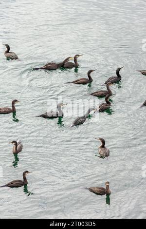 Un groupe de cormorans juvéniles nageant au large de l'île Inchcolm dans le Firth of Forth, en Écosse Banque D'Images