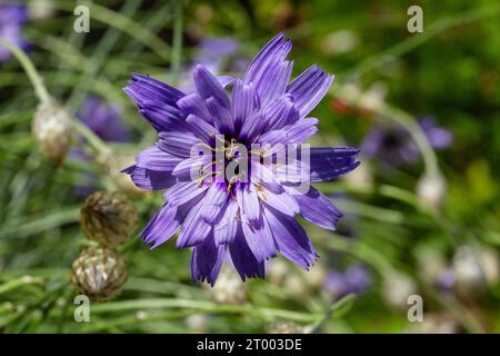 Fleurs catananche caerulea ressemblant au bleuet de la fléchette de cupidon Banque D'Images