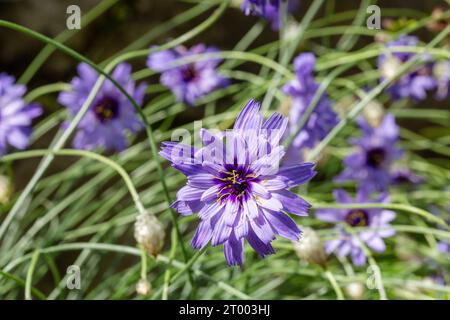 Fleurs catananche caerulea ressemblant au bleuet de la fléchette de cupidon Banque D'Images