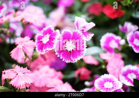 Belle nature roses fleur dans le jardin de la nature. Banque D'Images