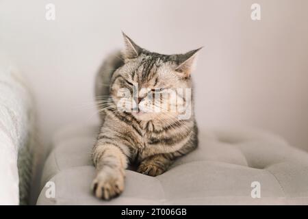 Scottish Straight Cute Cat Portrait. Joyeux animal de compagnie. Banque D'Images