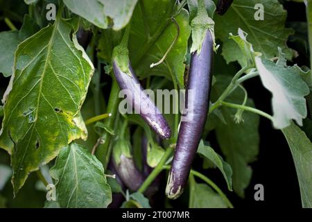 Gros plan de longues aubergines dans un jardin. Banque D'Images