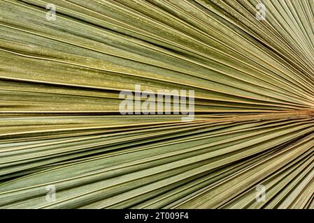 feuilles de palmier vert radialement divergentes, fond, texture, nature. Photo de haute qualité Banque D'Images