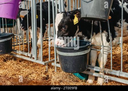 Petit veau avec des étiquettes d'oreille jaunes debout dans la cage dans la grange ensoleillée d'élevage sur la ferme dans la campagne regardant la caméra. Race bovine Banque D'Images