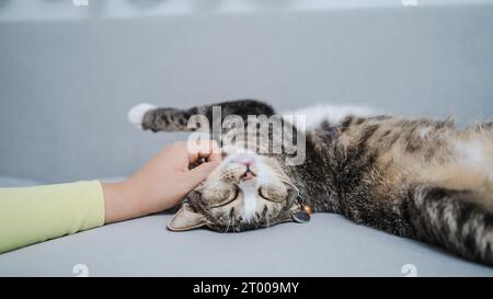 Amoureux de chat femelle caressant à la main son beau chat confortable rester à la maison avec catÂ amoureux des animaux de l'amitié. Chat mignon. Love Friend Hum Banque D'Images