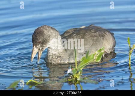 Jeune coot à la recherche de nourriture. Banque D'Images