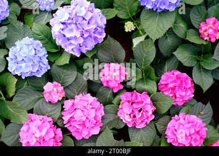 Belle nature roses fleur dans le jardin de la nature. Banque D'Images