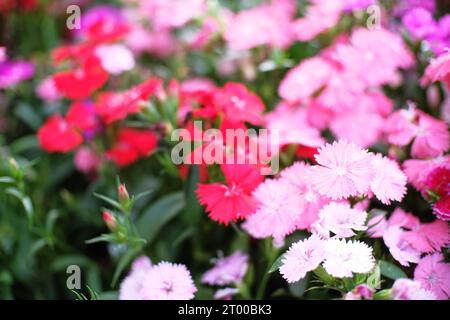 Belle nature roses fleur dans le jardin de la nature. Banque D'Images