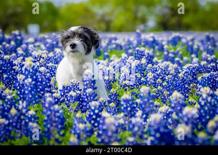 Un bel animal de compagnie profite D'Un champ de fleurs de Bluebonnet un jour de printemps Banque D'Images