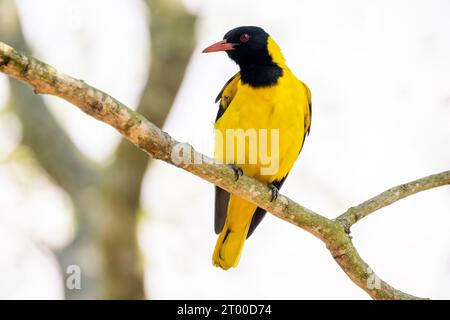 Oriole à tête noire (Oriolus larvatus) perché dans un arbre avec rétro-éclairage, parc national Kruger, Mpumalanga, Afrique du Sud. Banque D'Images