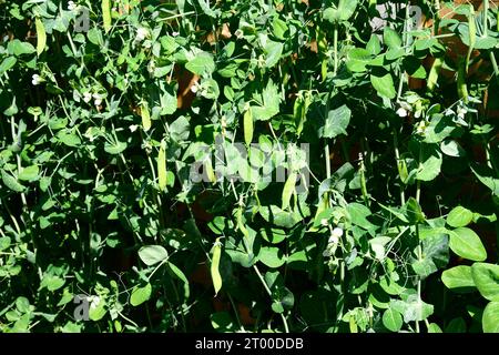 Les plantes de mangetout fructifient au printemps/été, Somerset, Royaume-Uni, Europe Banque D'Images