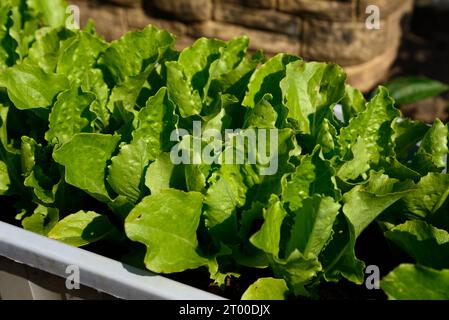 Laitue croustillante à la menthe (romaine) poussant dans un pot, Somerset, Royaume-Uni, Europe, Banque D'Images
