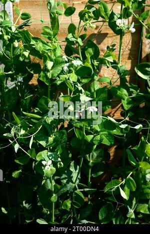 Plantes de mangetout fleurissant au printemps, Chard, Somerset, Royaume-Uni, Europe, Banque D'Images