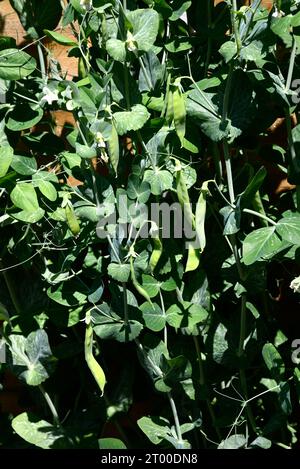 Les plantes de mangetout fructifient au printemps/été, Somerset, Royaume-Uni, Europe Banque D'Images