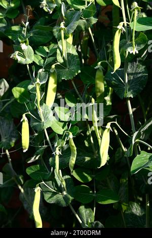 Plantes mangetout fructifiant au printemps/été, Chard, Somerset, Royaume-Uni, Europe Banque D'Images