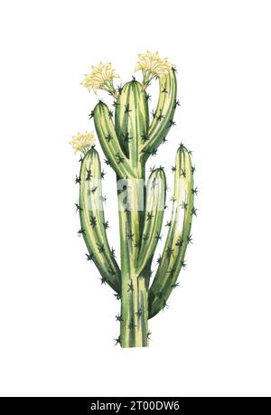 Watrcolor illustration réaliste de cactus dessinée à la main. Floraison botanique Armatocereus oligogonus isolé sur blanc Banque D'Images