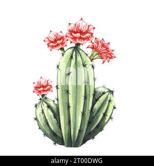 Watrcolor illustration réaliste de cactus dessinée à la main. Botanique Echinocereus triglochidiatus avec fleur isolée sur blanc Banque D'Images