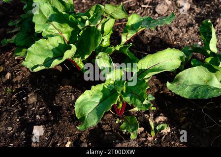 Jeunes plants de betterave poussant dans une parcelle de légumes, Chard, Somerset, Royaume-Uni, Europe Banque D'Images