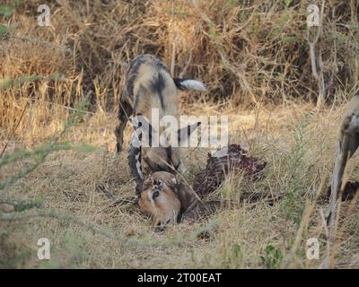 Cette meute d'un minimum de 8 chiens sauvages avait tué et dévoré un impala en environ 20 minutes. Banque D'Images