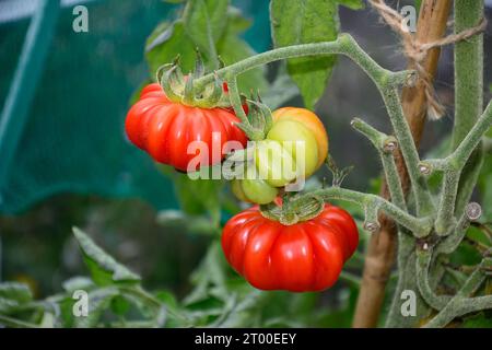 Tomates Costoluto Fiorentino poussant sur la vigne dans une serre, Royaume-Uni, Europe, Banque D'Images