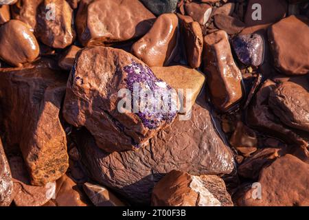 Améthystes crues sur les rives de la mer Blanche. Péninsule de Kola. Arrière-plan naturel. Banque D'Images
