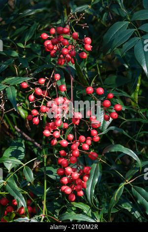 Nandina domestica, nandina, bambou céleste, bambou sacré, arbuste rhizomateux à feuilles persistantes, branches chargées de baies rouges à la fin de l'hiver Banque D'Images