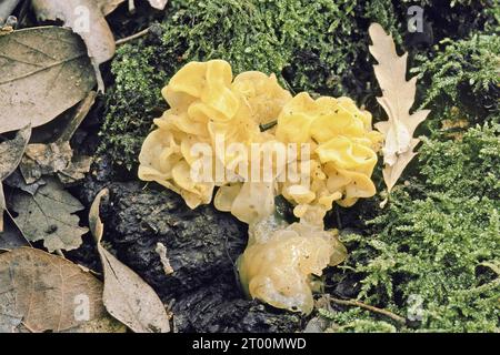 Champignon de l'oreille dorée ou du cerveau jaune, Tremella aurantia, Naemateliaceae Banque D'Images