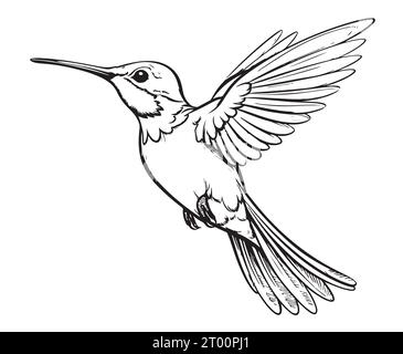 Petit croquis d'oiseau colibri dessiné à la main Vector oiseaux exotiques Illustration de Vecteur