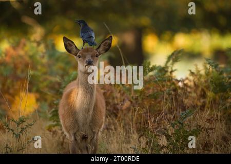 Un cerf et un corbeau dans un parc les images ATTACHANTES DE MIDDLESEX montrent un corbeau utilisant la tête d'un adorable cerf rouge comme un poste de guet. Ces photos, Snappe Banque D'Images