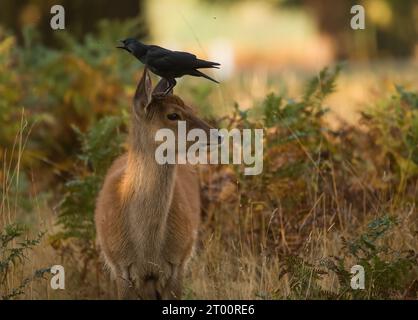 Crow et un cerf rouge regardant dans des directions opposées MIDDLESEX des images ATTACHANTES montrent un corbeau utilisant la tête d'un adorable cerf rouge comme un poste de guet. Banque D'Images