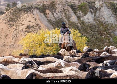 Shepherd monte un cheval menant un troupeau de moutons au Kirghizistan Banque D'Images