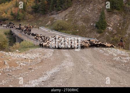 Shepherd monte un cheval menant un troupeau de moutons au Kirghizistan Banque D'Images