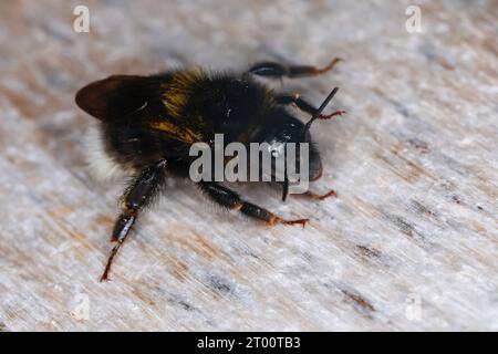 Gartenhummel, Garten-Hummel, Dunkle Form, Bombus hortorum, Megabombus hortorum, petit bourdon de jardin, bourdon de jardin, petit bourdon de jardin, le Banque D'Images