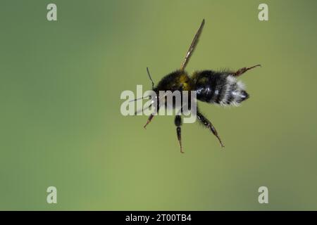 Gartenhummel, Flug, Flugbild, fliegend, Garten-Hummel, Dunkle Form, Bombus hortorum, Megabombus hortorum, petit bourdon de jardin, bourdon de jardin, s Banque D'Images