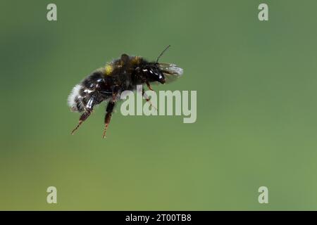 Gartenhummel, Flug, Flugbild, fliegend, Garten-Hummel, Dunkle Form, Bombus hortorum, Megabombus hortorum, petit bourdon de jardin, bourdon de jardin, s Banque D'Images