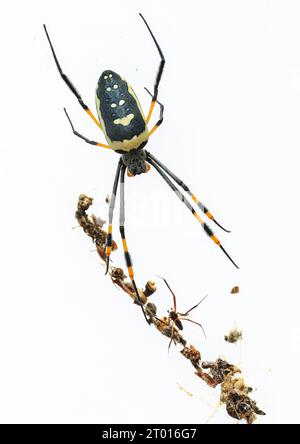 Une femelle Golden Orb Spider avec son partenaire potentiel beaucoup plus petit. S'il ne fait pas attention, elle le mangera ! Banque D'Images