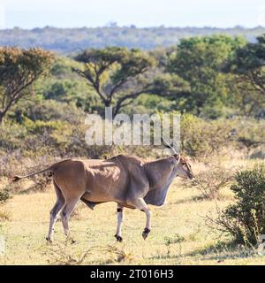 Un beau taureau Eland dans la brousse ouverte de la région de Waterberg en Afrique du Sud Banque D'Images