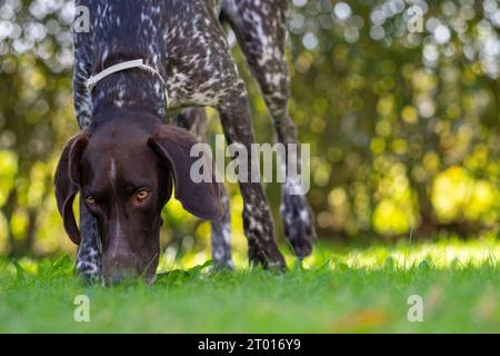 Pointeur allemand à poil court - Gundog Banque D'Images