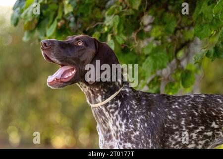 Pointeur allemand à poil court, pointeur, Huntingdog Banque D'Images