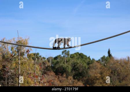 Singe marchant sur une corde dans le zoo de Madrid Banque D'Images