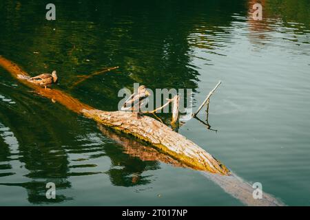 Canards sur tronc d'arbre sur la rivière. Oiseau unique près de la rive. Mallard sur le lac en saison d'automne. Oiseaux sauvages nageant. Oiseau sauvage dans la nature. Banque D'Images