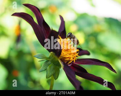 Abeille sur un honka dahlia noir « Verrone's Obsidian », photographiée de près et de côté montrant le centre rempli de nectar et de pollen et les pétales roulés rouge foncé Banque D'Images