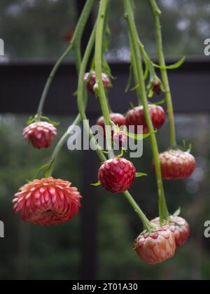 Fleurs de paille Xerochrysum bracteatum (Helichrysum) suspendues ou fleurs éternelles à sécher pour des arrangements floraux dans une serre Banque D'Images