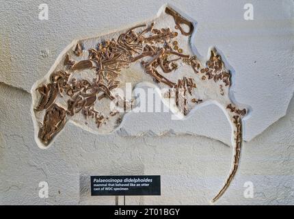 Palaeosinopa didelphoides, mammifère carnivore éteint ressemblant à la loutre, exposition de fossiles exposée au centre d'accueil du Fossil Butte National Monument, Wyoming, États-Unis Banque D'Images